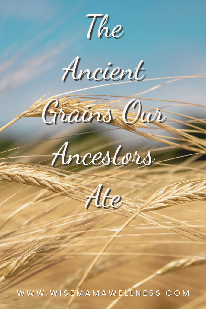 Ancient grain heads in a field for grains and dental health  article 