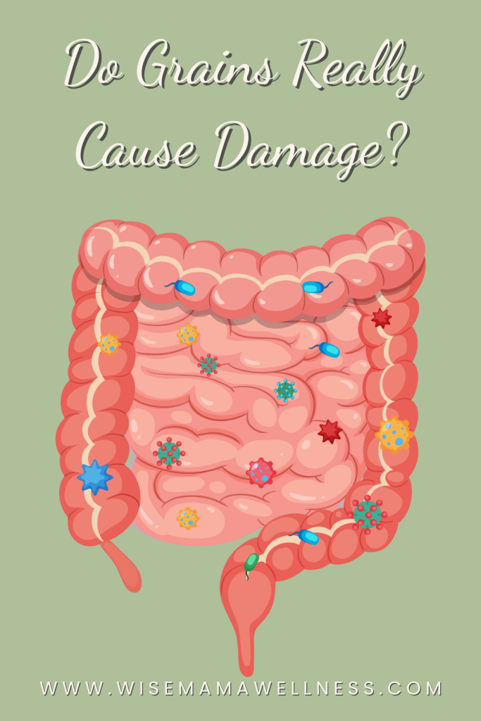 Illustration of a digestive tract showing how grains may impact a baby’s gut when they first start eating grains